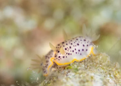 Chromodoris baqe - אילת, ישראל
