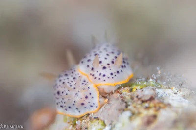 Chromodoris baqe - Red Sea, Southern District, IL