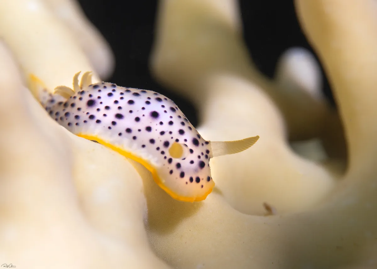 Chromodoris baqe - אילת, ישראל