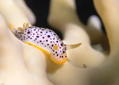 Chromodoris baqe - אילת, ישראל