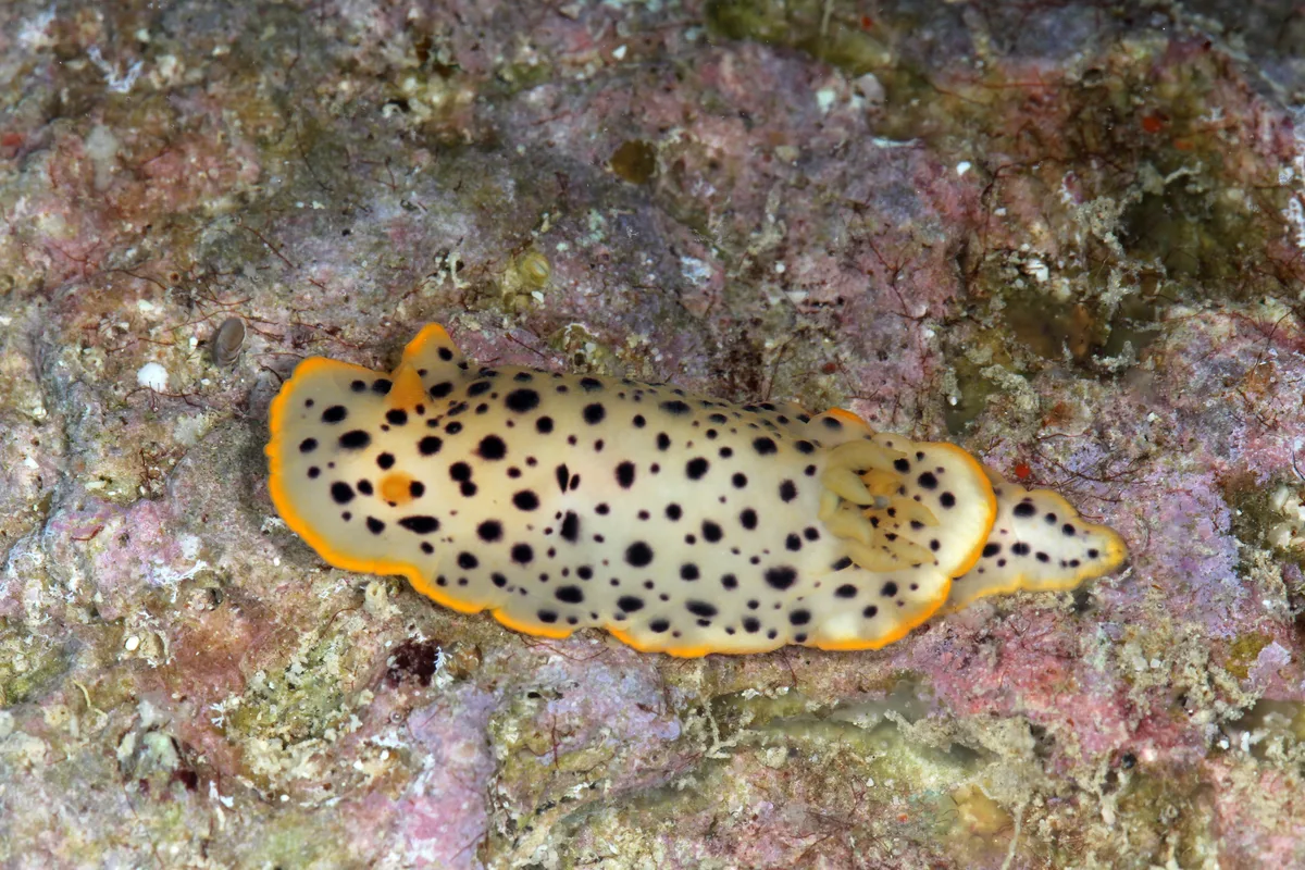 Chromodoris baqe - Abu Lad Island, Saudi Arabia