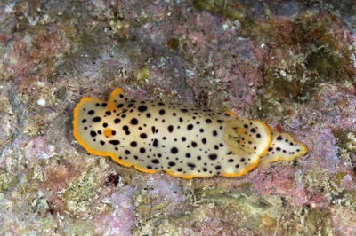 Chromodoris baqe - Abu Lad Island, Saudi Arabia