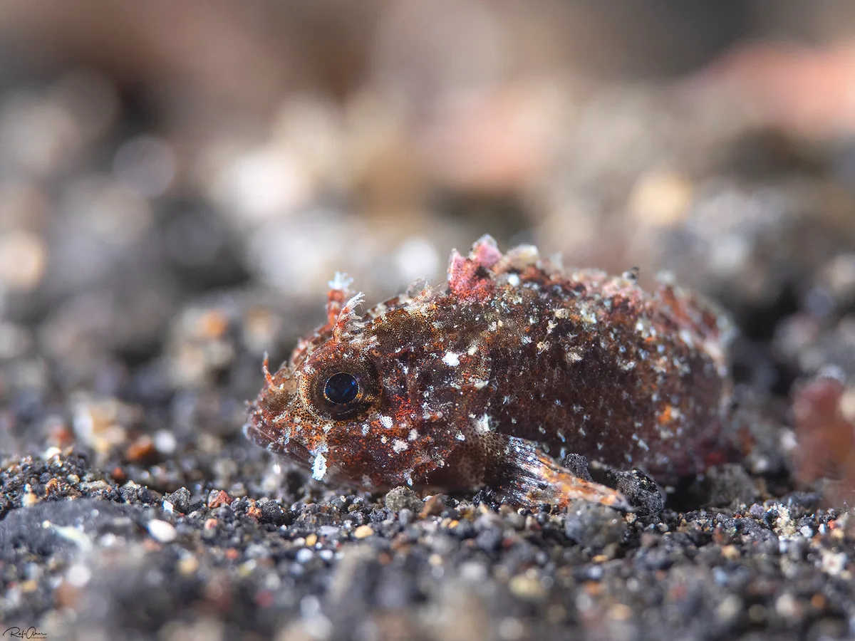 Barchin Scorpionfish - Sebastapistes strongia