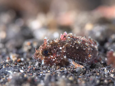 Barchin Scorpionfish - Sebastapistes strongia