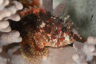Sebastapistes strongia - SWV, Mabul Island, 91031 Mabul, Sabah, Malaysia
