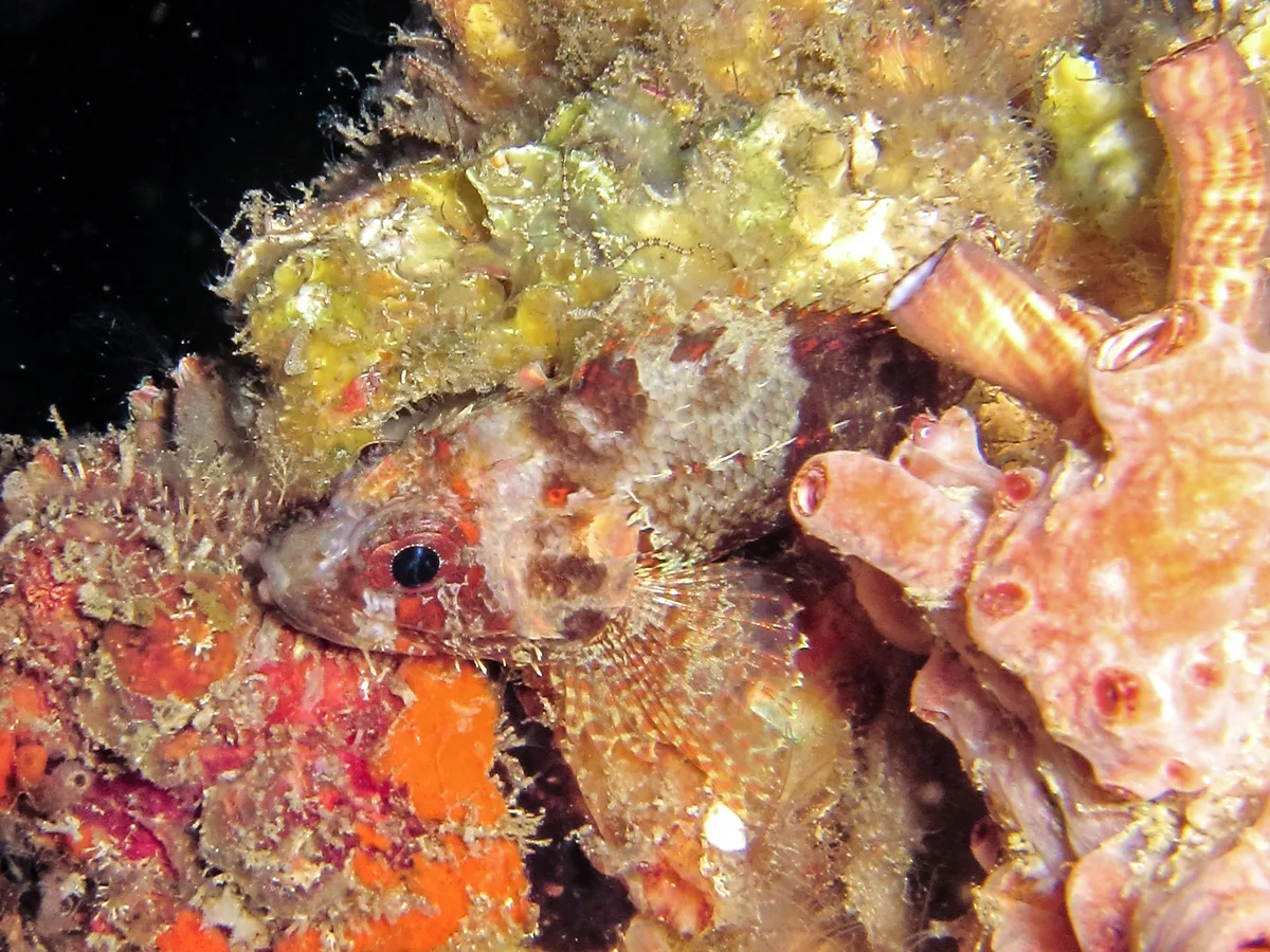 Sebastapistes strongia - Alyui Bay,  Waigeo, Indonesia