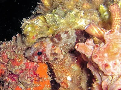 Sebastapistes strongia - Alyui Bay,  Waigeo, Indonesia