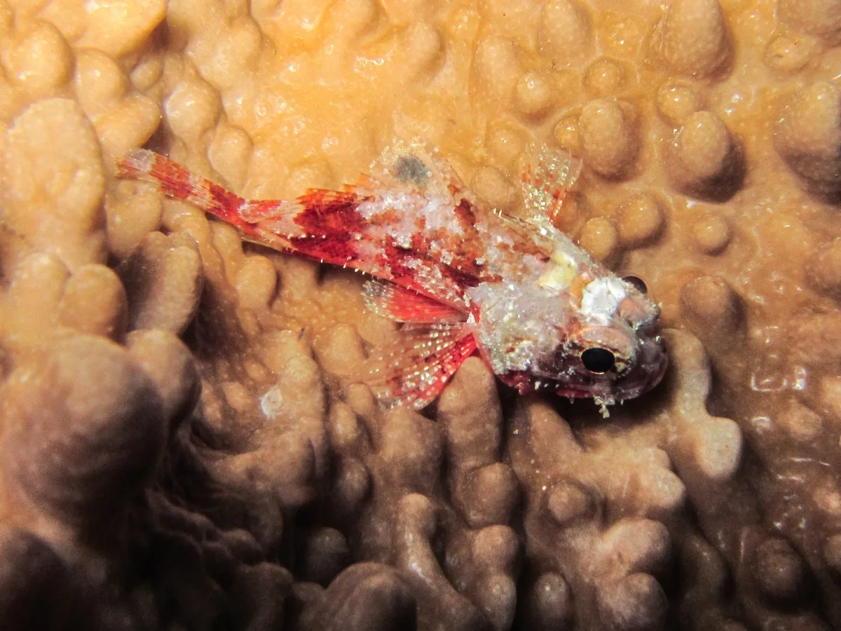 Sebastapistes strongia - Misool, Indonesia