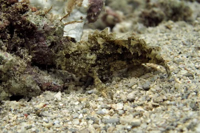 Sebastapistes strongia