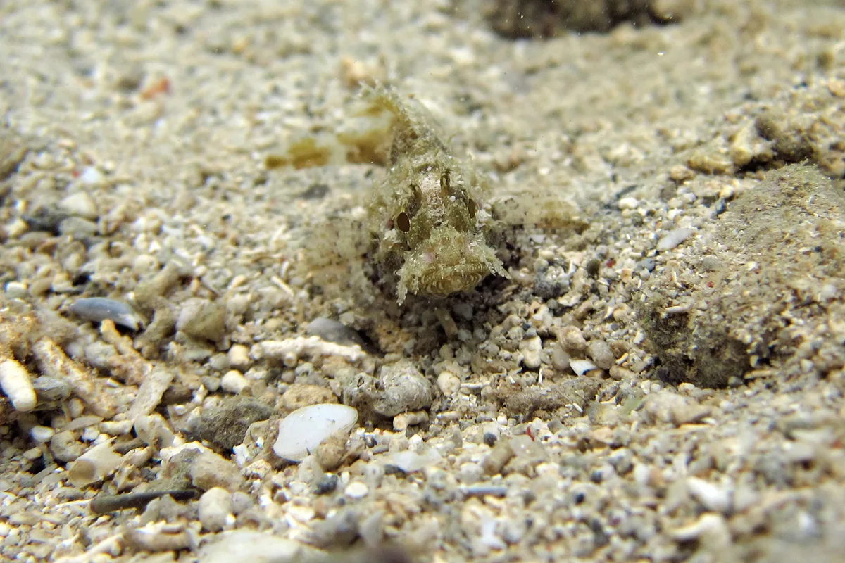 Sebastapistes strongia