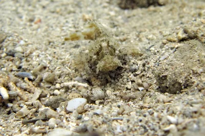 Sebastapistes strongia