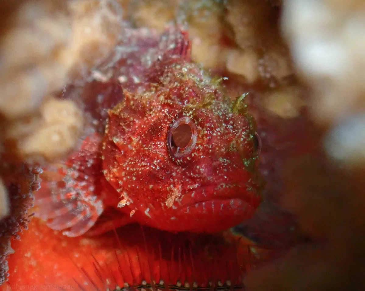Sebastapistes strongia - Bitra Island, Lakshadweep