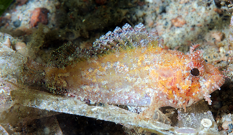 Sebastapistes strongia - FGW8+JR, Egypt