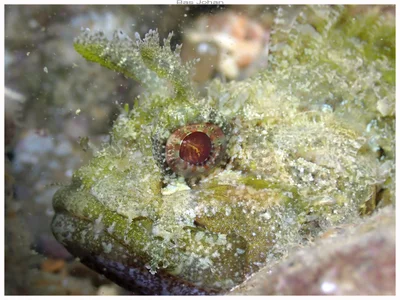 Sebastapistes strongia - Anse Vata, Nouméa 98800, Nouvelle-Calédonie