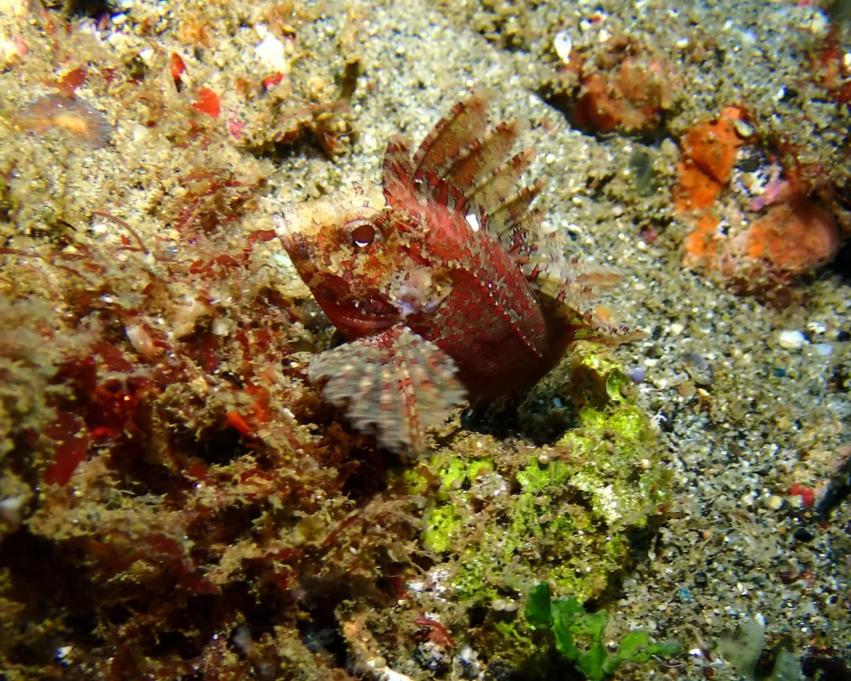 Sebastapistes strongia - Lata, Provinsi Maluku, Indonésie