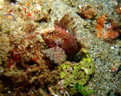 Sebastapistes strongia - Lata, Provinsi Maluku, Indonésie