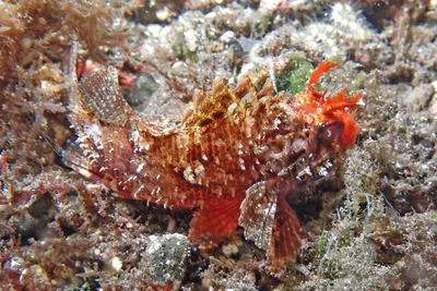 Sebastapistes strongia - Sidem, Kubu, Karangasem Regency, Bali, Indonesia