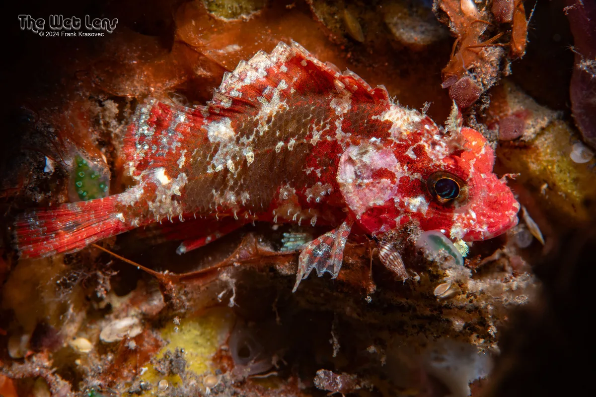 Sebastapistes strongia - Karang Asem, Bali, Indonesia
