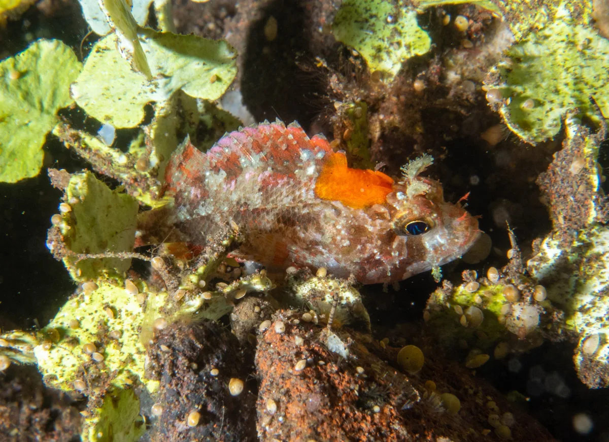 Sebastapistes strongia - Batuniti, near Tulamben, Kubu, Karangasem Regency, Bali, Indonesia