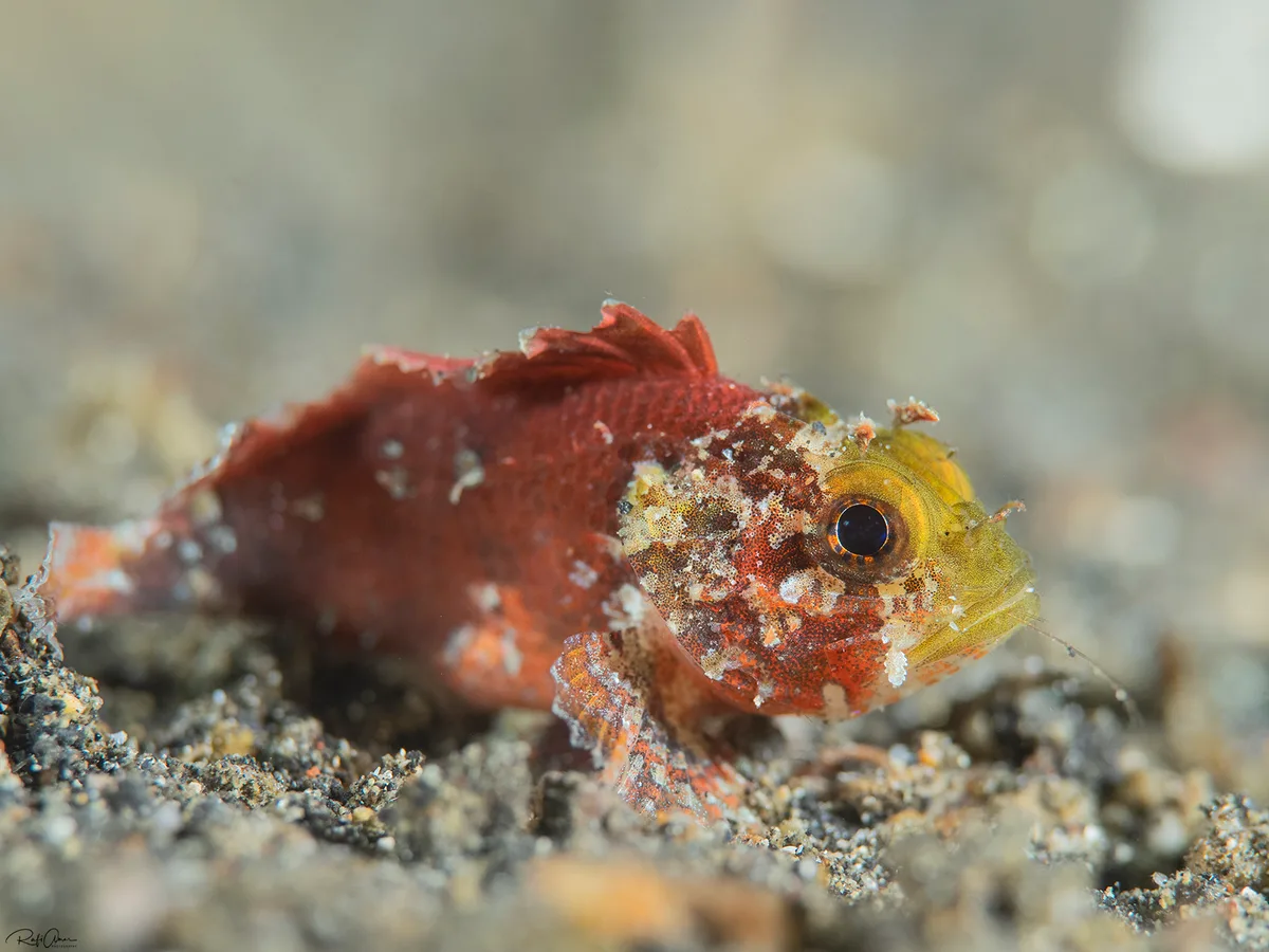 Sebastapistes strongia - Lembeh Strait, Indonesia