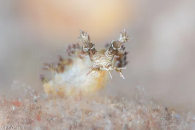Marioniopsis levis - Eilat, the Red Sea, Israel