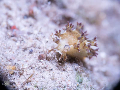 Marioniopsis levis - Eilat, Israel