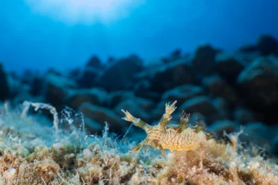 Marioniopsis levis - Red Sea, Southern District, IL