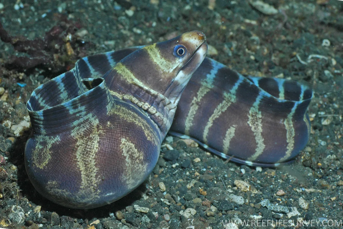 Barred Moray