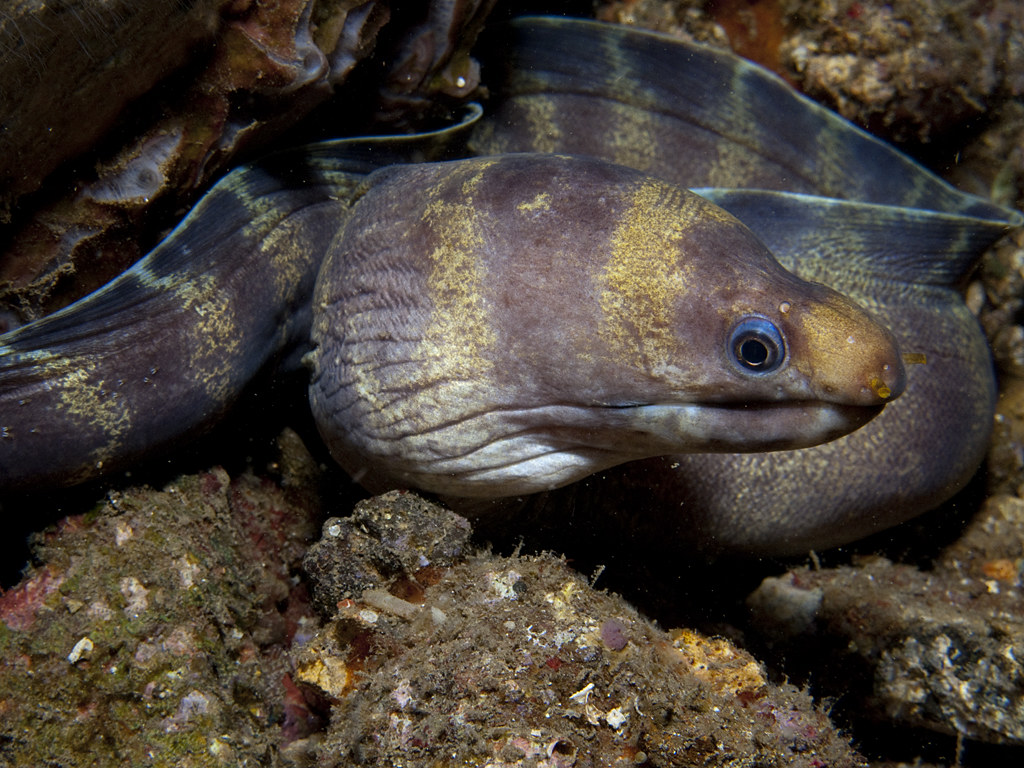 Echidna polyzona