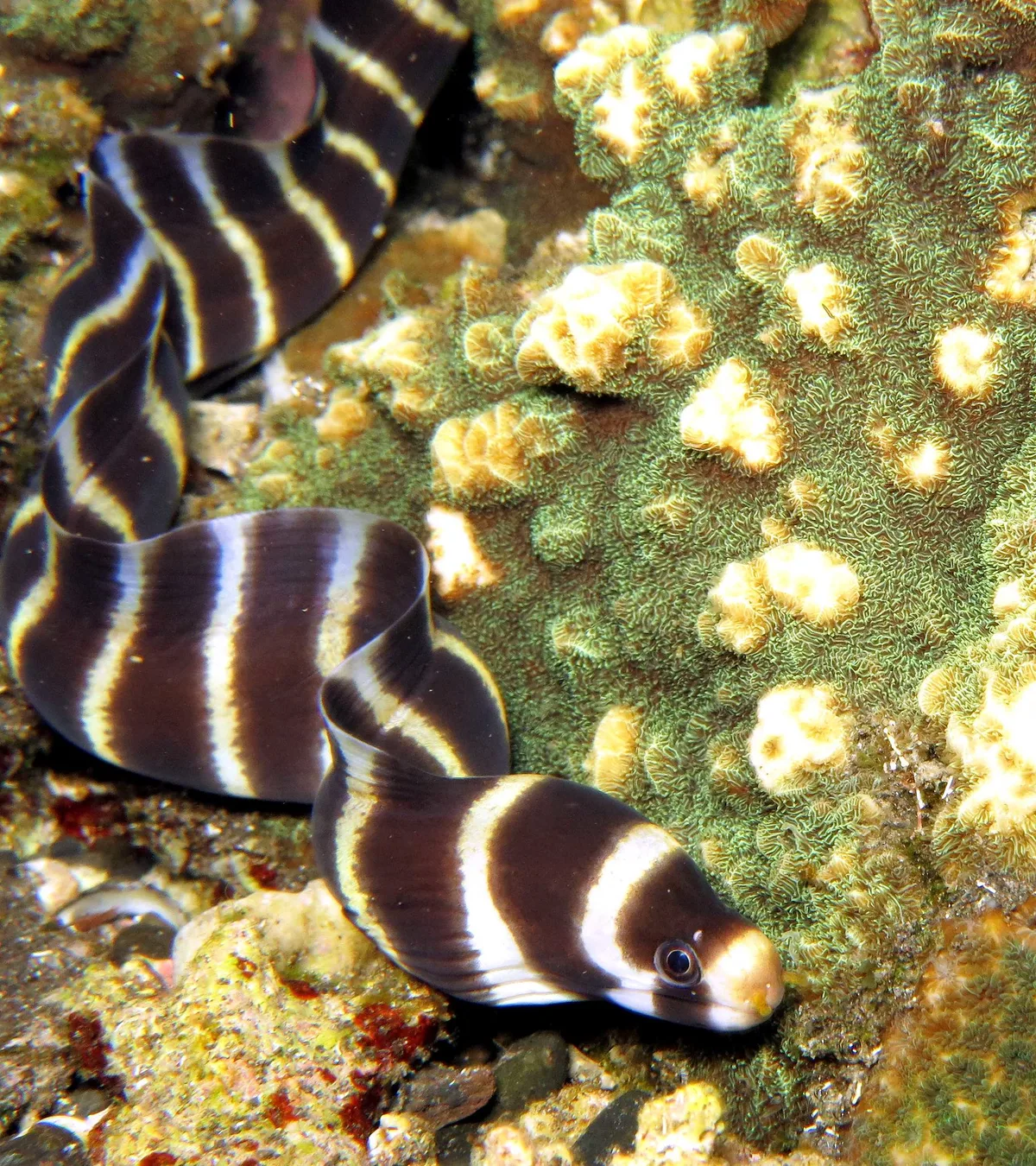 Echidna polyzona