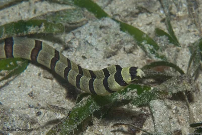 Juvenile Barred Moray?