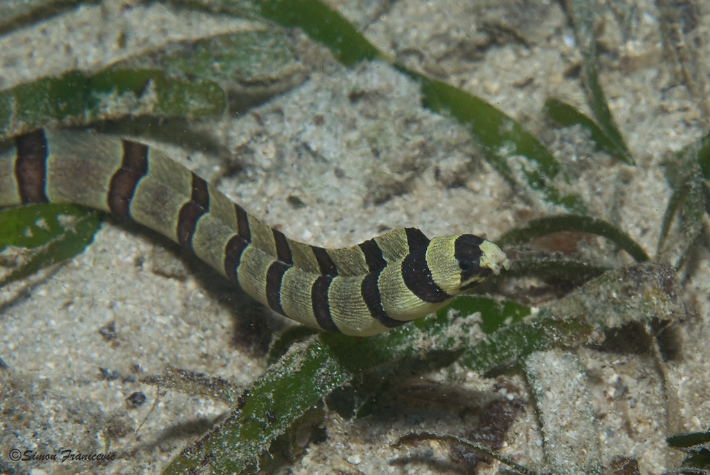 Juvenile Barred Moray?