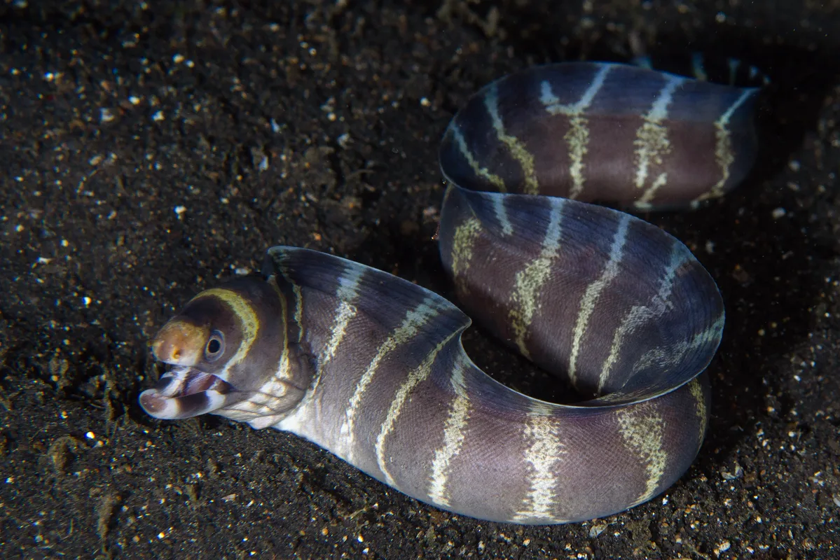 Echidna polyzona - TK1, Lembeh Strait, Indonesia