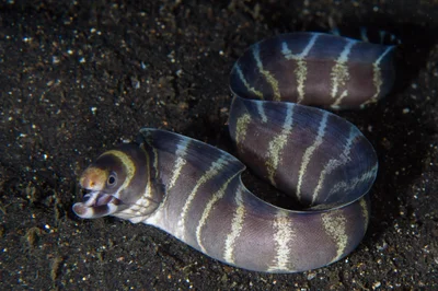 Echidna polyzona - TK1, Lembeh Strait, Indonesia