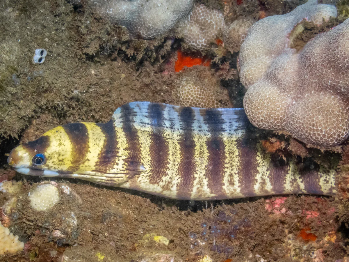 Echidna polyzona - Maui, Hawaii, USA