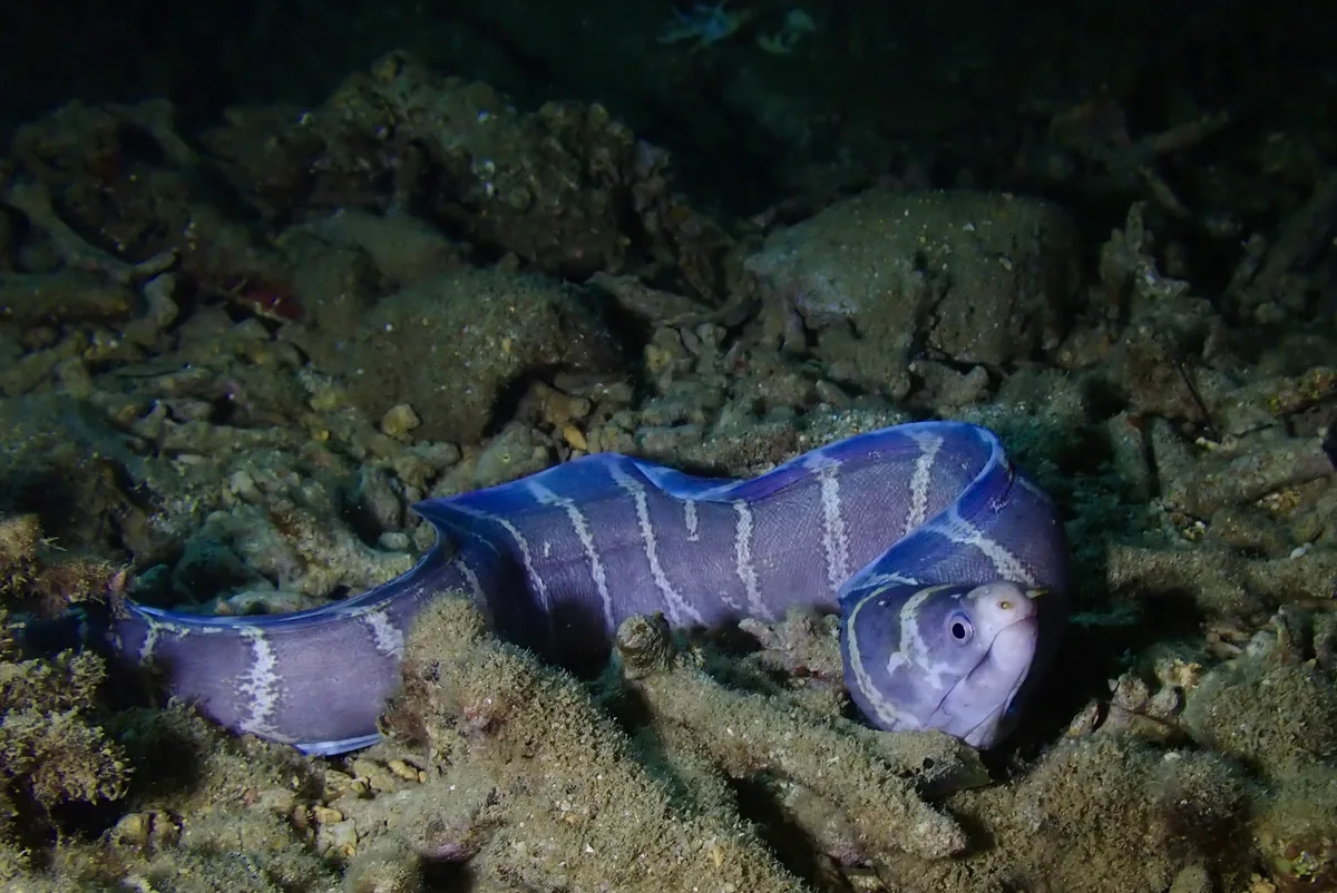 Echidna polyzona - Okinawa, JP