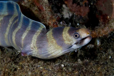 Echidna polyzona - Jahir, Lembeh Strait, Indonesia