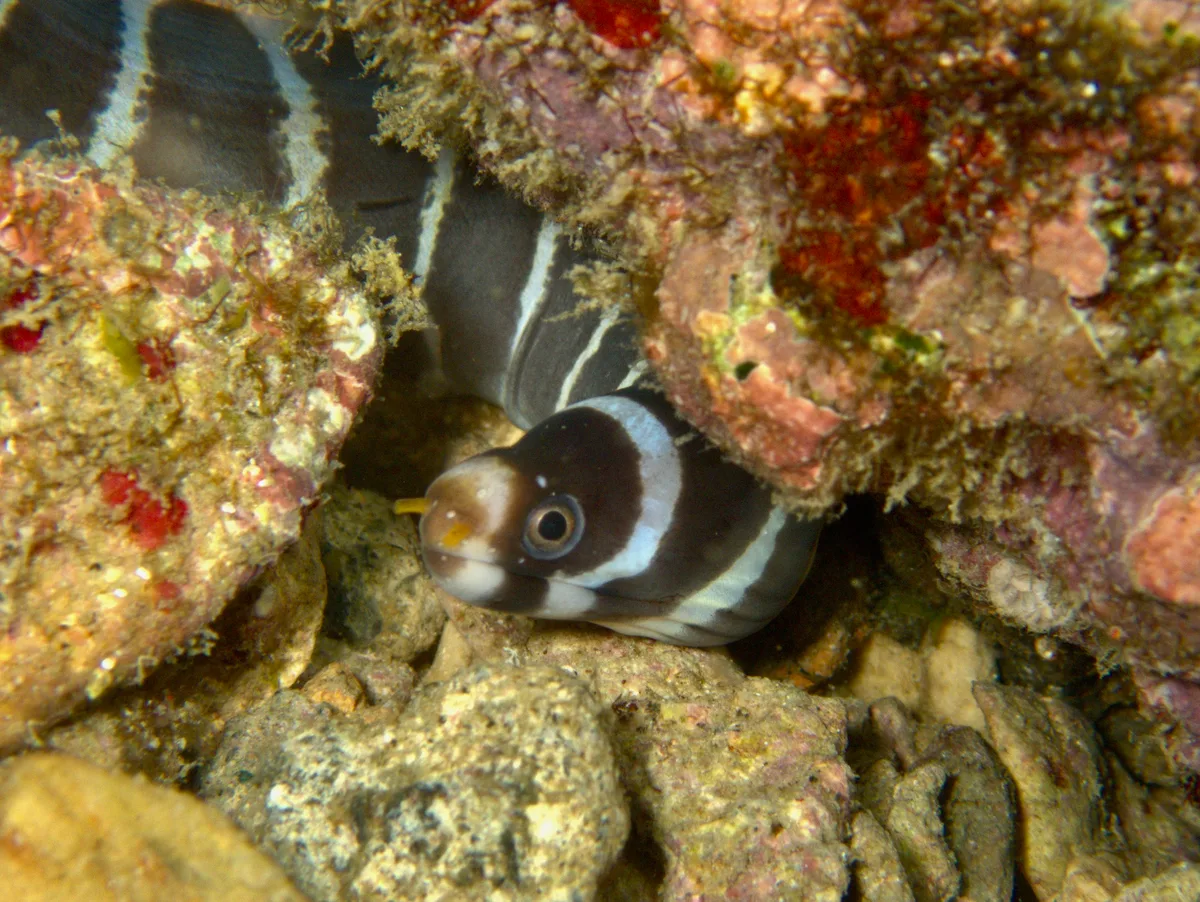 Echidna polyzona - Zhongliao