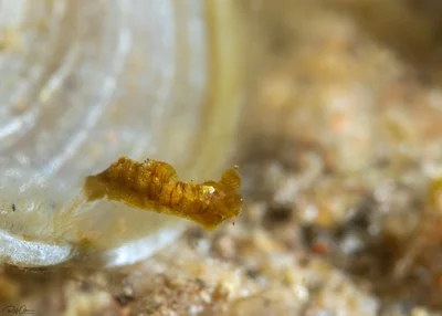 Polycera risbeci