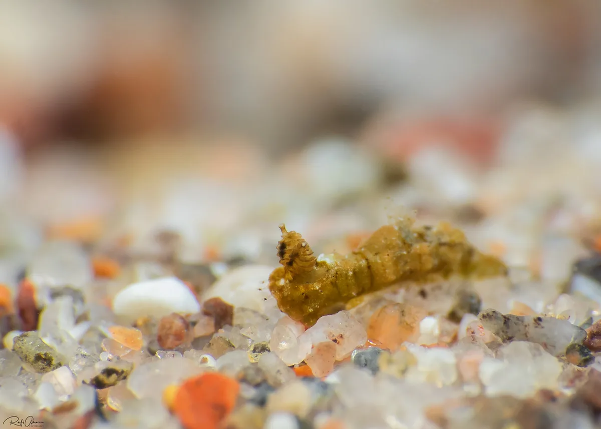 Polycera risbeci