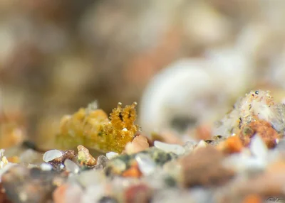 Polycera risbeci
