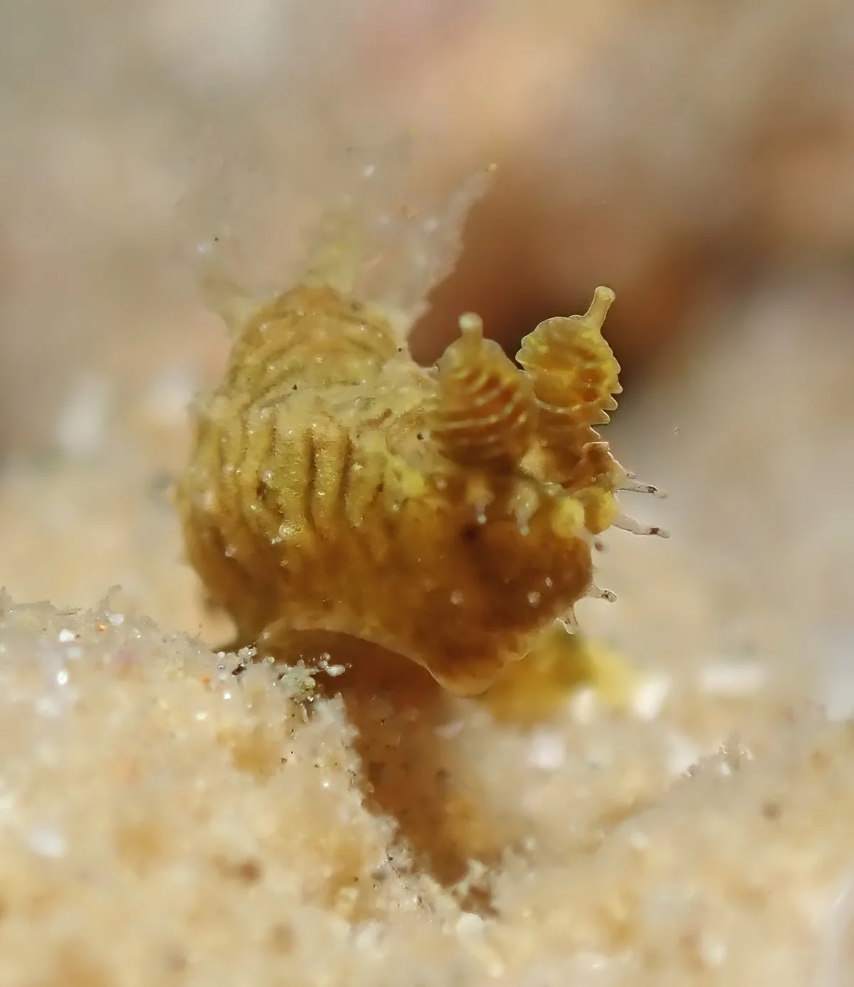 Polycera risbeci