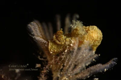 好大隻的魚大便 Polycera risbeci 看他用力吃的樣子，難怪可以長的特大； 叫他魚大便總覺得對不起他，人家也是蝓生父母養的寶貝啊~ XD ( 最以前都看到瘦小的還曾經叫鼻屎，真的是霸凌人家啊 )