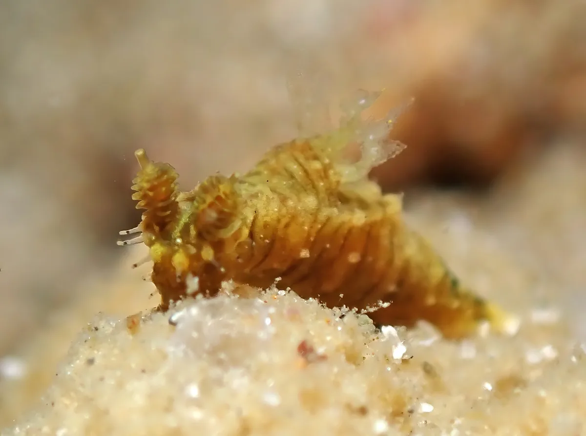 Polycera risbeci - Mabini, Batangas, Philippines
