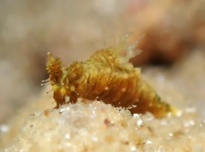 Polycera risbeci - Mabini, Batangas, Philippines