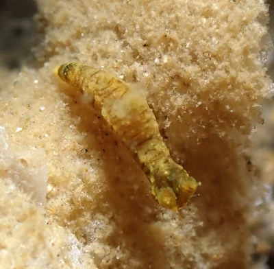 Polycera risbeci - Mabini, Batangas, Philippines