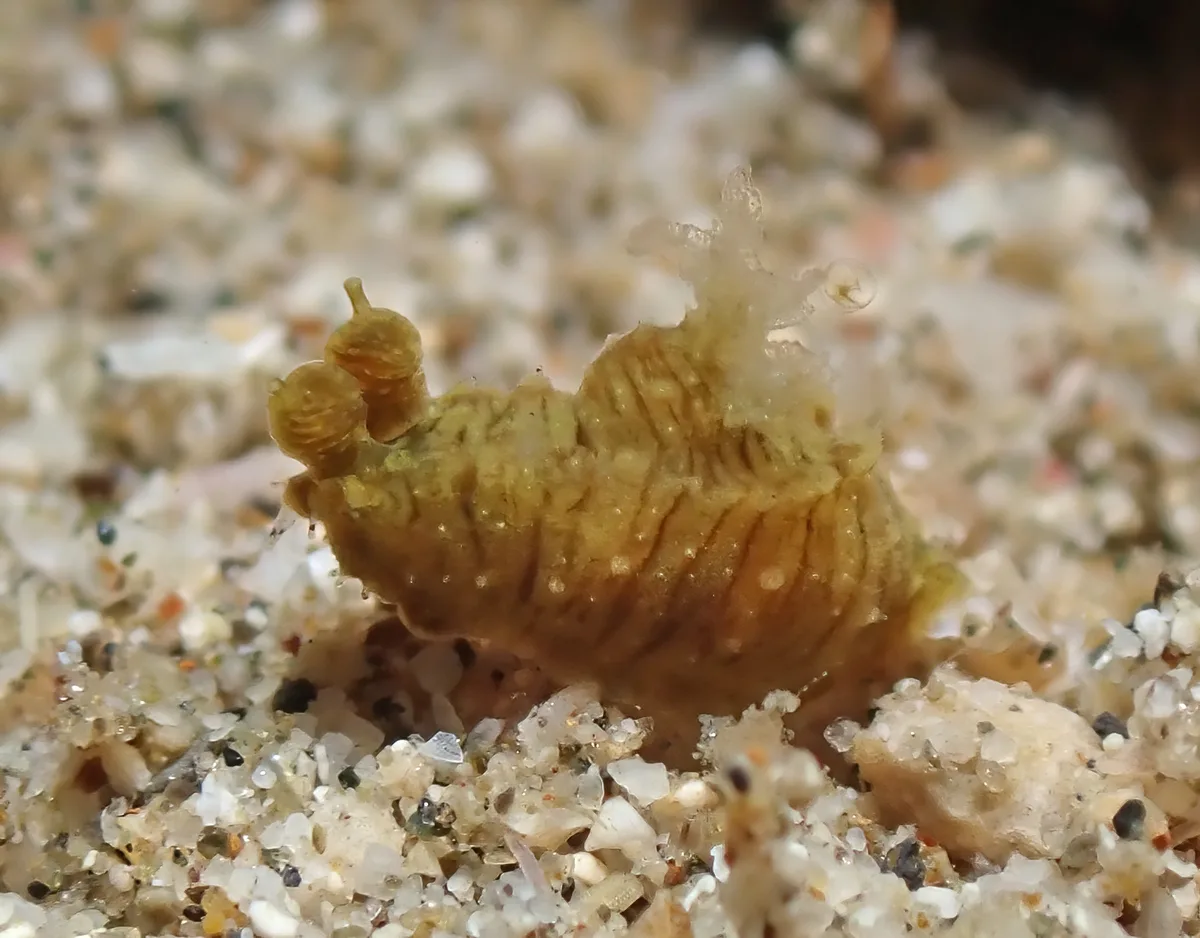 Polycera risbeci - Mabini, Batangas, Philippines