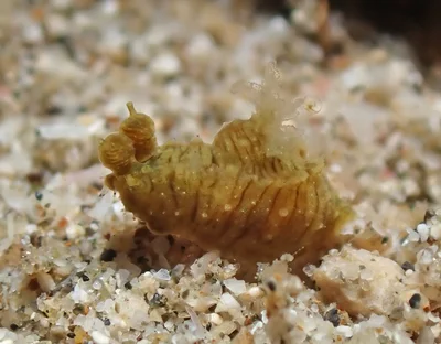 Polycera risbeci - Mabini, Batangas, Philippines