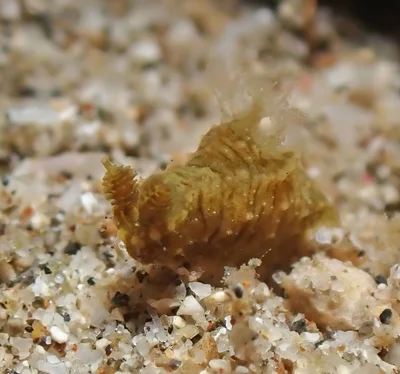 Polycera risbeci - Mabini, Batangas, Philippines