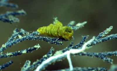 Polycera risbeci - Romblon, PH